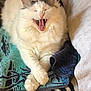 cat, fluffy, white, gray, yawning, teeth, tongue, paws, crossed_paws, towel, patterned_towel, striped_rug, indoor, pet, relaxed, cute, animal, feline, resting, cozy