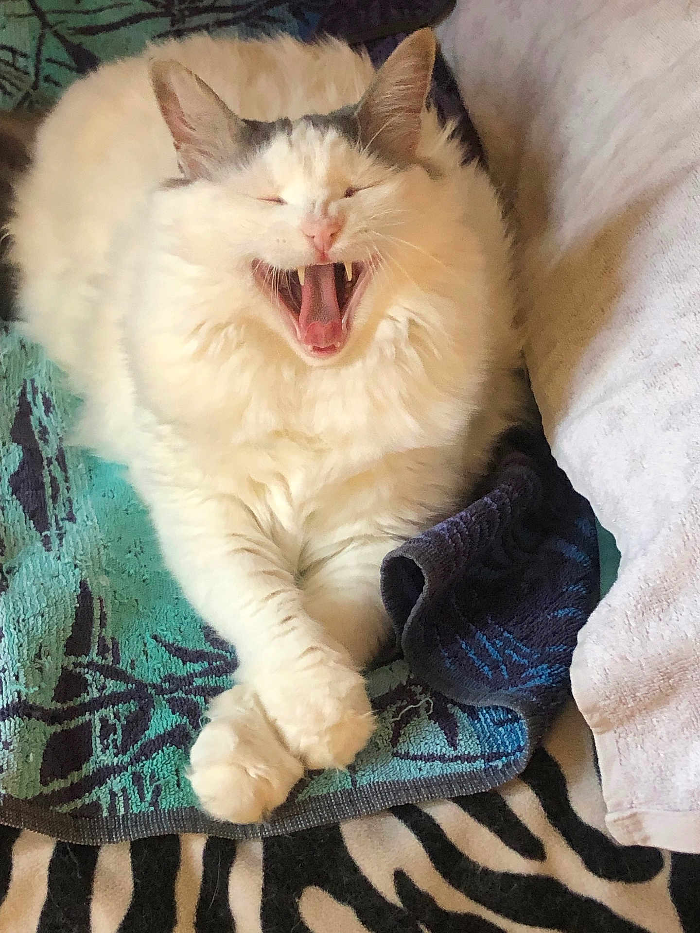 Pinceau participe au concours pour gagner de l'argent avec cette photo : cat, fluffy, white, gray, yawning, teeth, tongue, paws, crossed_paws, towel, patterned_towel, striped_rug, indoor, pet, relaxed, cute, animal, feline, resting, cozy
