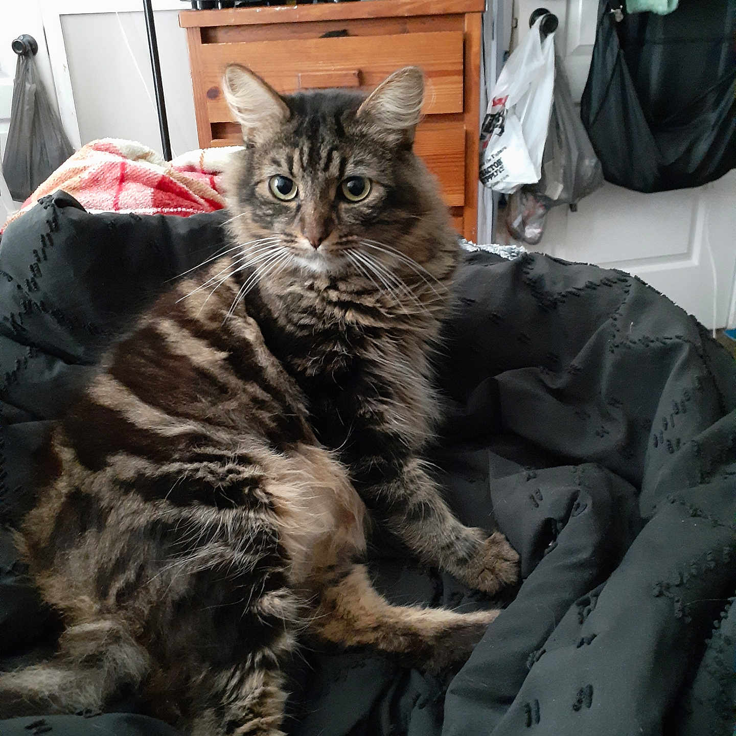 Ruger is registered to the contest to win money with this photo: accessories, animal, bag, bed, blanket, cat, chair, computerhardware, couch, drawer, electronics, furniture, handbag, hardware, indoors, kitten, manx, monitor, pet, screen