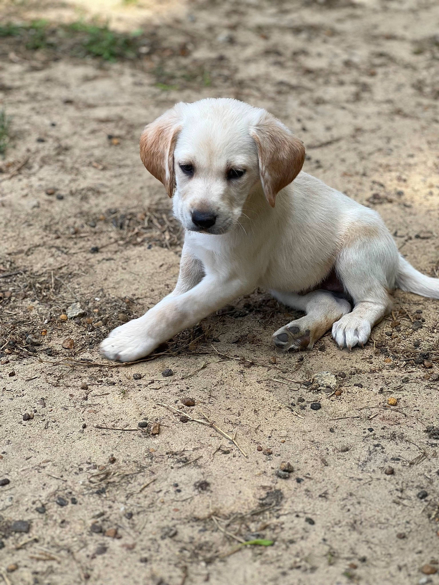 Goose joined the competition — help win amazing prizes! canidae, carnivore, companion_dog, dog, dog_breed, fawn, grass, hunting_dog, labrador_retriever, paw, puppy, retriever, snout, soil, sporting_group, tail, terrestrial_animal, wildlife, wood
