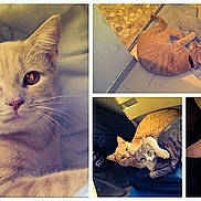 Rox participe au concours pour gagner de l'argent avec cette photo :