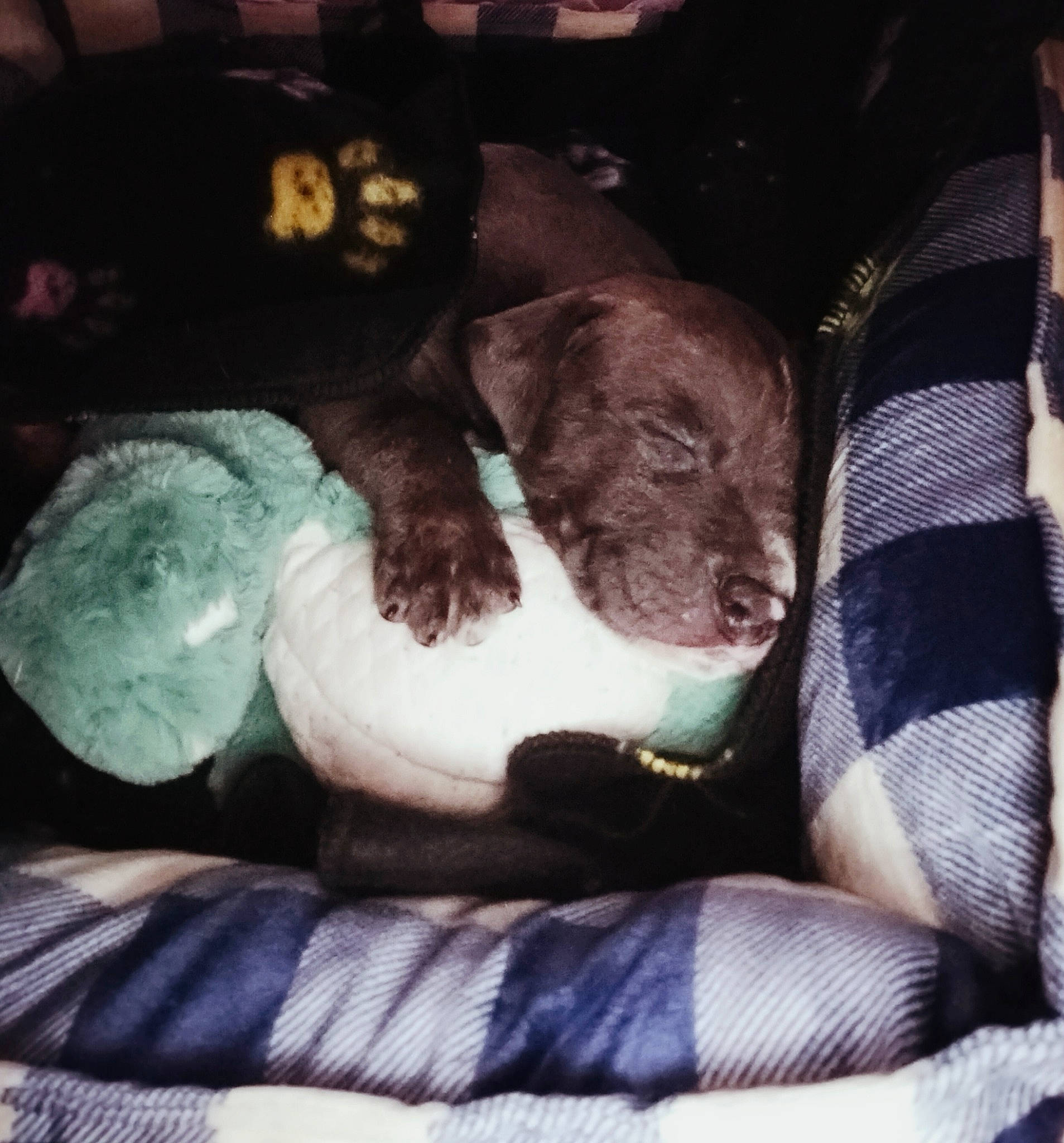 King joined the competition — help win amazing prizes! canidae, carnivore, cloud, comfort, companion_dog, dog, dog_breed, fawn, flesh, fur, linens, liver, mammal, snout, sporting_group, tail, tints_and_shades, vertebrate, whiskers, working_animal