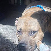 Chico joined the competition — help win amazing prizes! animal, blue_collar, brown_dog, calm, canine, carpet, close_up, dog, domestic_animal, face, household, indoor, lying_down, paw, pet, quiet, relaxed, resting, shadow, sunlight