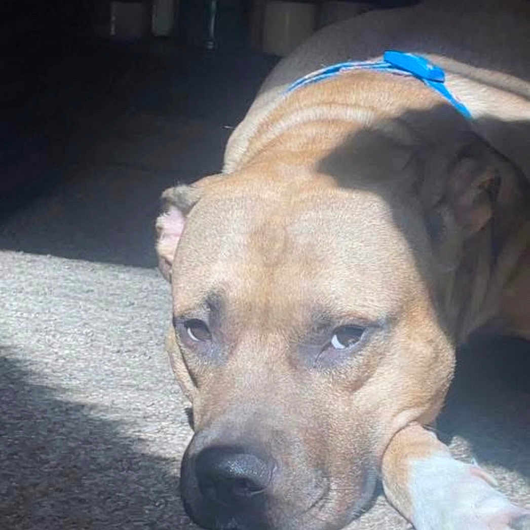 Chico