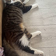Pistache a rejoint le concours — aidez-le/la à gagner de superbes lots ! cat, tabby_cat, indoor, floor, wooden_floor, green_eyes, fluffy_tail, pet, animal, relaxed, curious, feline, domestic_cat, looking_at_camera, lying_down, white_paws, long_hair, household, bowl, cozy