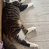 cat, tabby_cat, indoor, floor, wooden_floor, green_eyes, fluffy_tail, pet, animal, relaxed, curious, feline, domestic_cat, looking_at_camera, lying_down, white_paws, long_hair, household, bowl, cozy