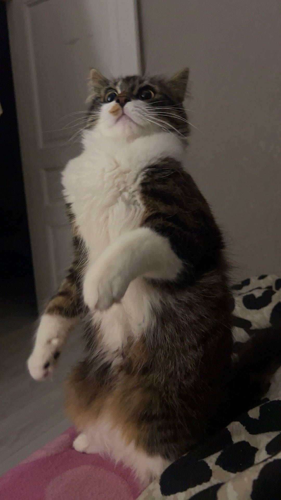 Pistache