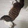 Pistache a rejoint le concours — aidez-le/la à gagner de superbes lots ! cat, tabby_cat, pet, lying_down, floor, wooden_floor, curious, indoor, feline, whiskers, tail, fur, domestic_animal, striped, relaxed, cute, animal, mammal, looking_up, playful