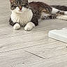 cat, tabby, white_paws, white_chest, green_eyes, floor, wooden_floor, indoor, pet, animal, feline, relaxed, lying_down, curious, whiskers, ears, tail, domestic_cat, house_pet, looking
