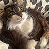 Pistache a rejoint le concours — aidez-le/la à gagner de superbes lots ! cat, tabby, white_paws, white_chest, fluffy, pet, animal, feline, looking_up, curled_up, blanket, patterned_blanket, indoor, cute, whiskers, ears, tail, resting, fur, domestic_animal