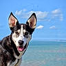 dog, canine, black_and_white, portrait, happy, smiling, tongue_out, ears, harness, outdoor, seaside, ocean, water, sky, clouds, coast, blue, animal, pet, photography