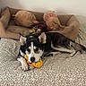 Aïko participe au concours pour gagner de l'argent avec cette photo : dog, puppy, black_and_white, lying_down, toy, plush_toys, stuffed_animal, yellow_duck, bed, blanket, bedding, couch, indoor, portrait, pet, resting, pointed_ears, brown_furniture, cozy, home