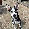 Aïko a rejoint le concours — aidez-le/la à gagner de superbes lots ! dog, puppy, black_and_white, sitting, portrait, large_ears, pointed_ears, leash, harness, outdoor, cobblestone, pavement, market, street, cafe, alert, looking_at_camera, pet, animal, daylight
