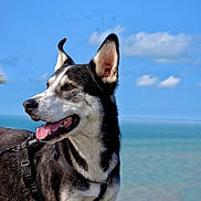 Aïko a rejoint le concours — aidez-le/la à gagner de superbes lots ! dog, husky, canine, portrait, outdoor, seaside, ocean, sky, clouds, rock, coast, travel, adventure, harness, leash, tongue, open_mouth, alert, black_and_white, nature