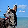 dog, husky, canine, portrait, outdoor, seaside, ocean, sky, clouds, rock, coast, travel, adventure, harness, leash, tongue, open_mouth, alert, black_and_white, nature