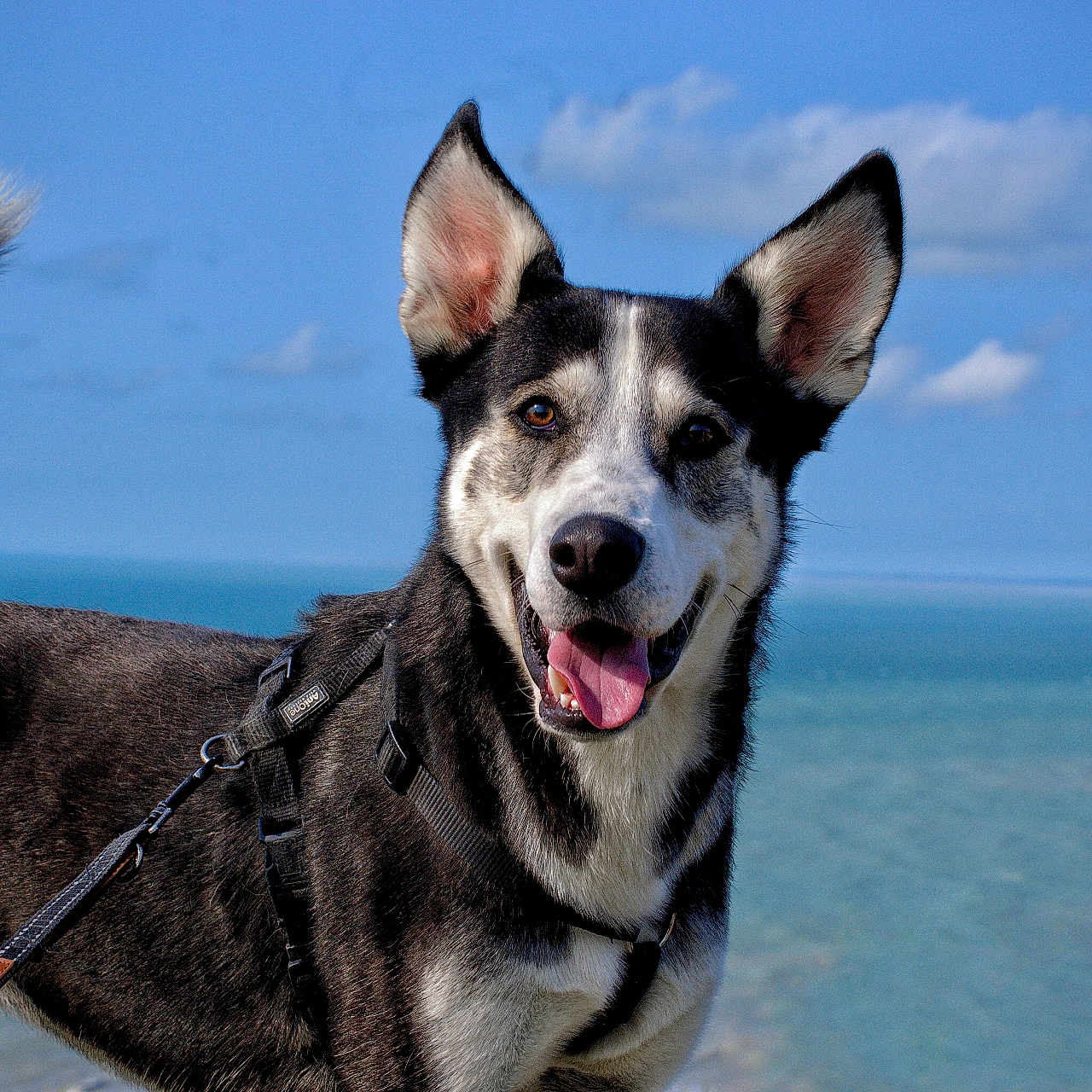 Aïko participe au concours pour gagner de l'argent avec cette photo : dog, canine, black_and_white, happy, smiling, tongue_out, pointed_ears, outdoor, coast, ocean, seaside, blue_sky, clouds, nature, travel, adventure, harness, leash, portrait, animal