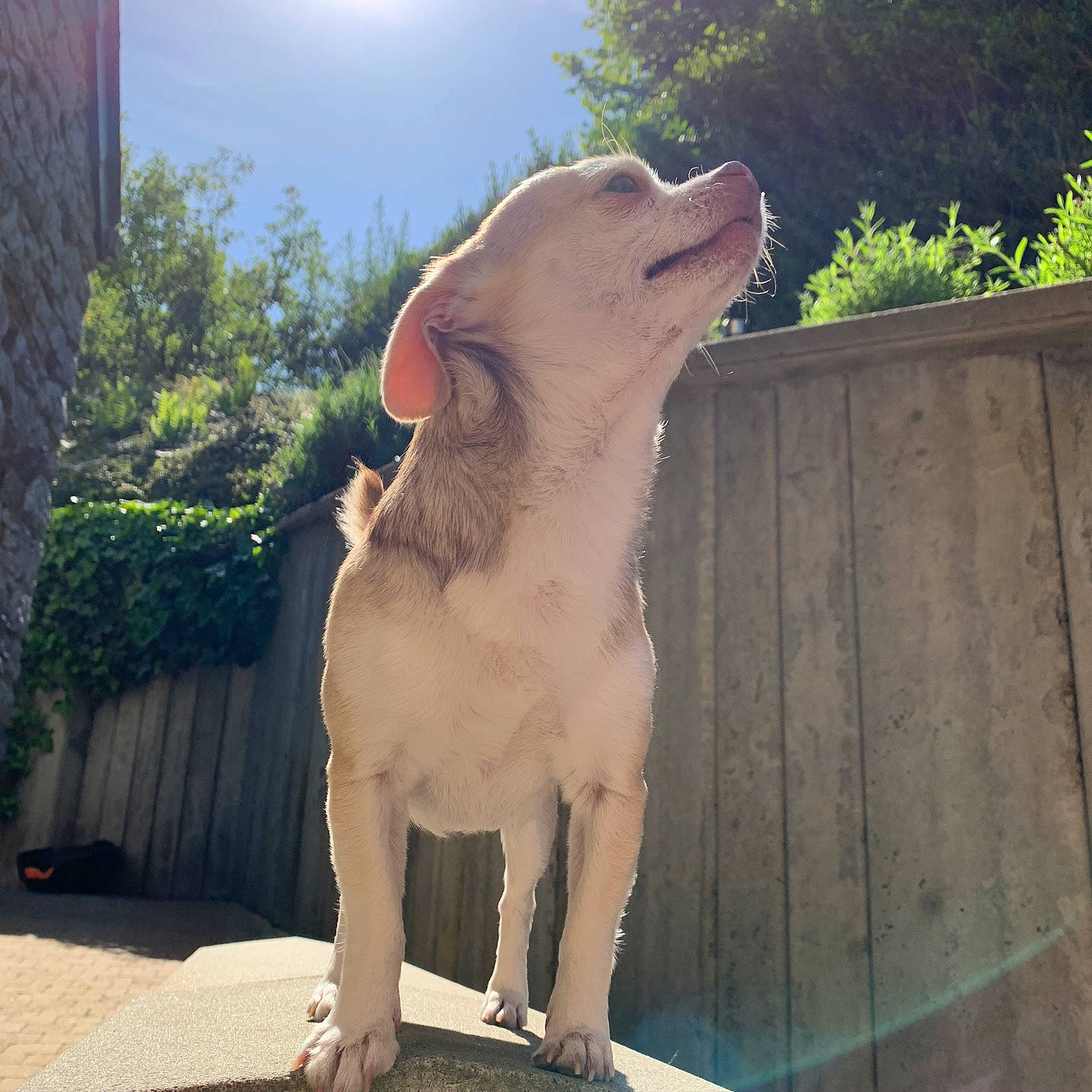 Junior a rejoint le concours — aidez-le/la à gagner de superbes lots ! art, carnivore, companion_dog, dinosaur, dog, fang, fawn, felidae, grass, light, morning, plant, sculpture, sky, snout, tail, terrestrial_animal, tree, wood, working_animal