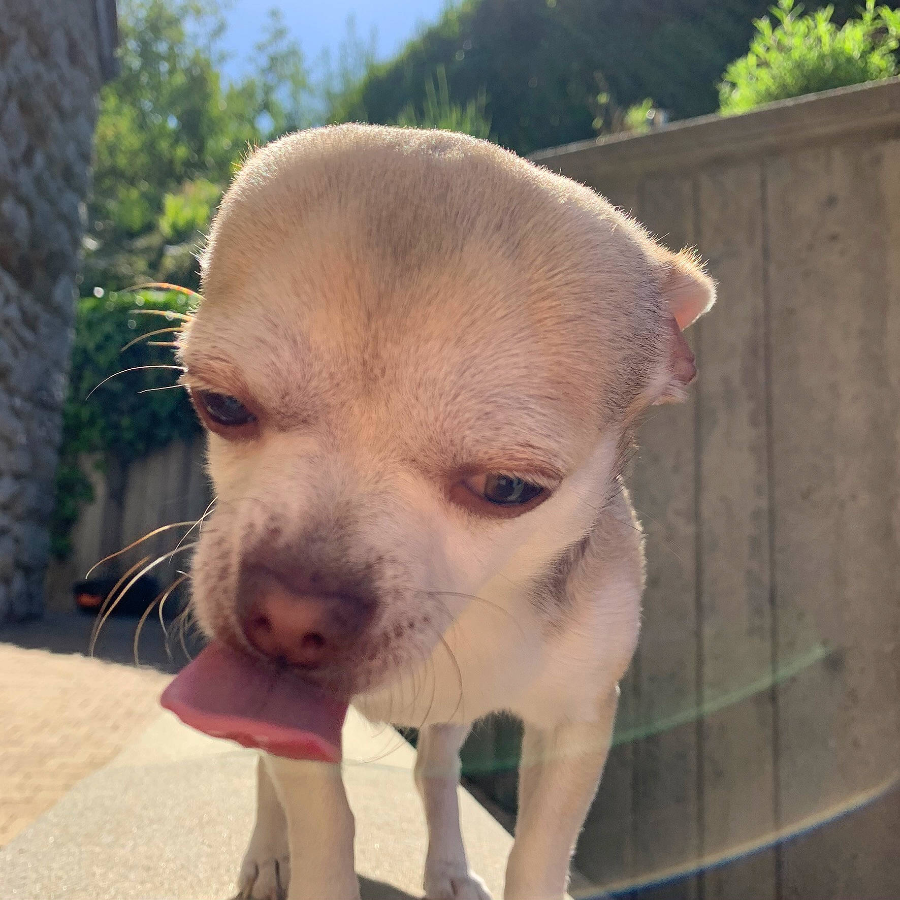 Junior a rejoint le concours — aidez-le/la à gagner de superbes lots ! canidae, carnivore, chihuahua, companion_dog, dog, dog_breed, ear, eye, fawn, fur, grass, plant, sky, snout, sporting_group, terrestrial_animal, toy_dog, tree, whiskers, working_animal