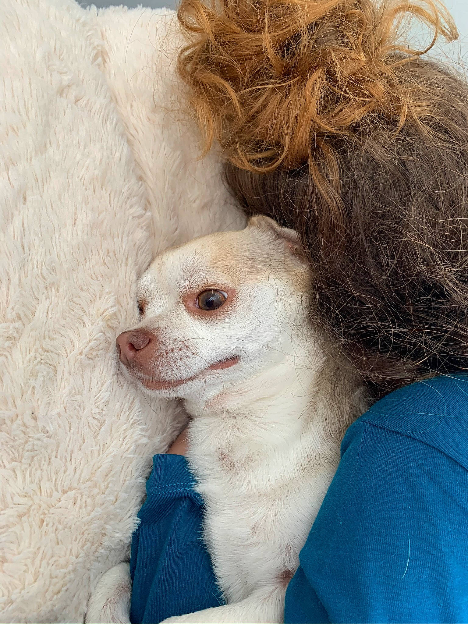 Junior participe au concours pour gagner de l'argent avec cette photo : canidae, carnivore, comfort, companion_dog, dog, dog_breed, ear, eyelash, fawn, fur, head, liver, puppy, selfie, snout, sporting_group, sunglasses, toy_dog, whiskers, working_animal