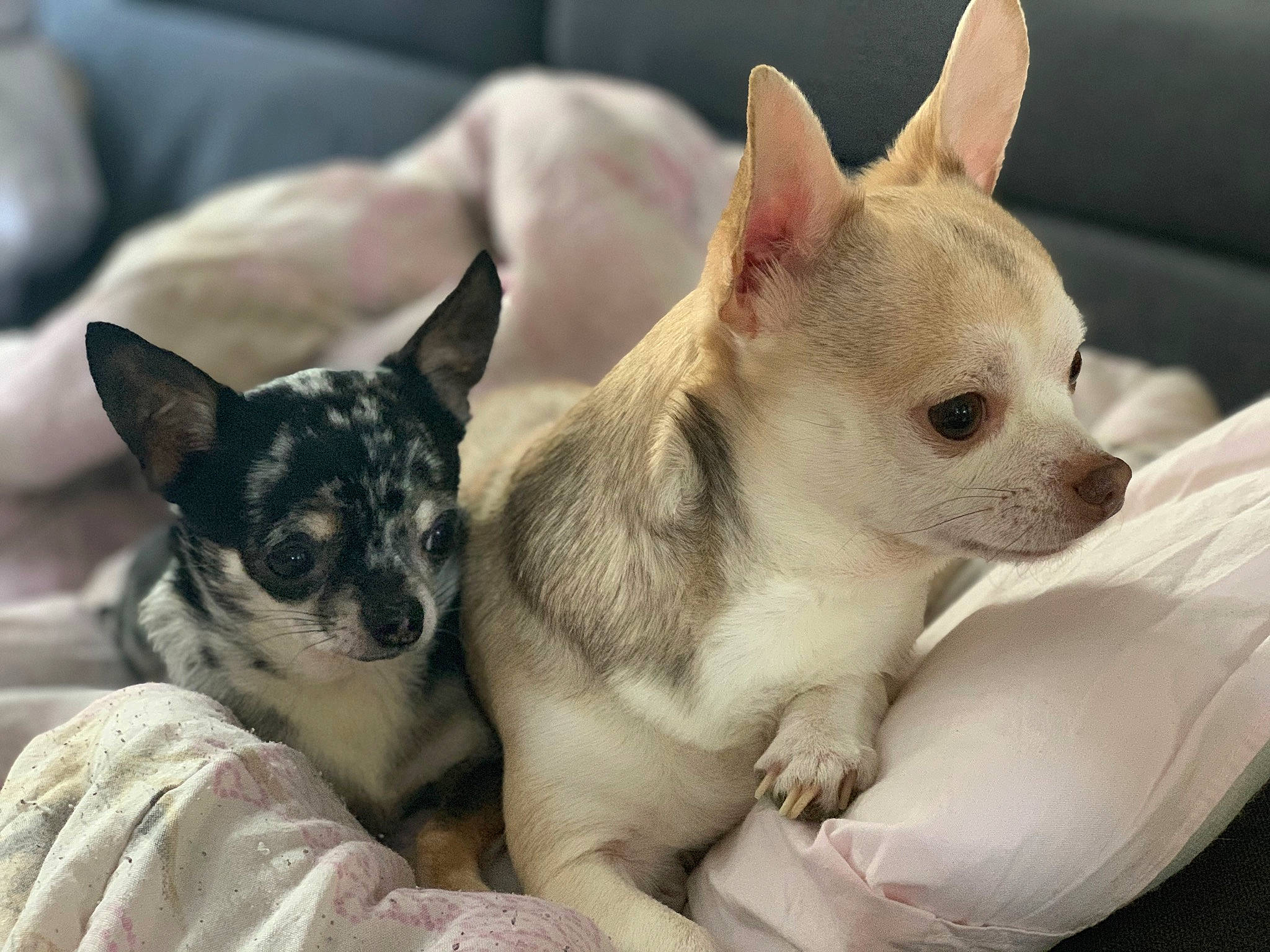 Junior a rejoint le concours — aidez-le/la à gagner de superbes lots ! bored, canidae, carnivore, close_up, comfort, companion_dog, corgi_chihuahua, dog, dog_breed, ear, eye, fawn, fur, puppy, snout, sporting_group, terrestrial_animal, toy_dog, whiskers, working_animal