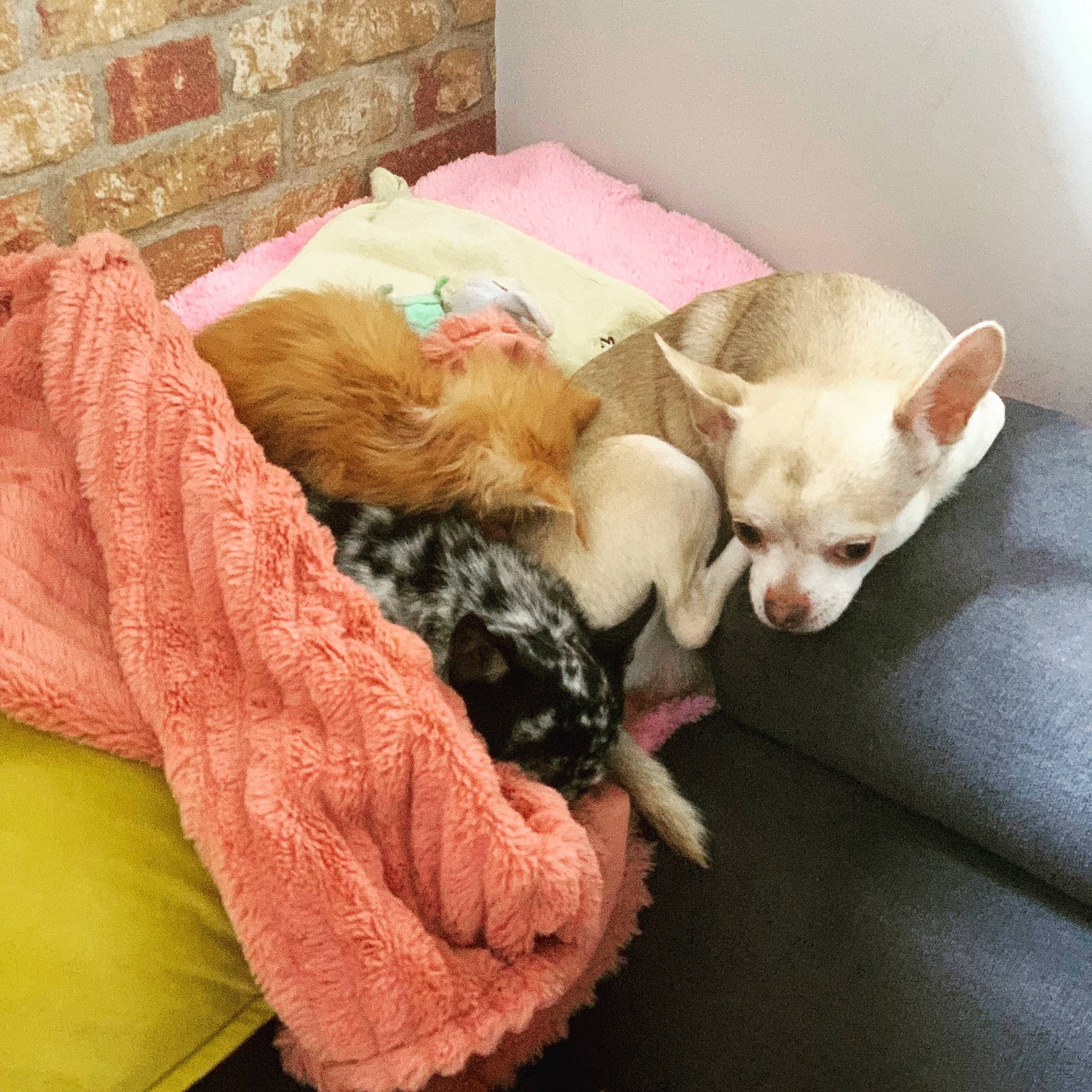 Junior a rejoint le concours — aidez-le/la à gagner de superbes lots ! bed, carnivore, chihuahua, comfort, companion_dog, couch, dog, dog_breed, dog_supply, ear, fawn, felidae, fur, linens, paw, russkiy_toy, small_to_medium_sized_cats, tail, toy_dog, whiskers