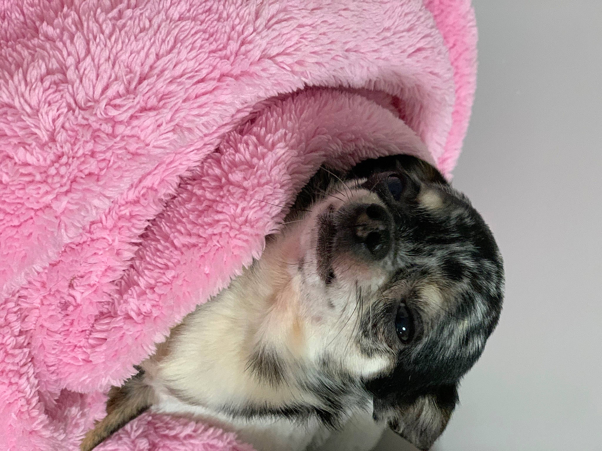 Coca Cola participe au concours pour gagner de l'argent avec cette photo : canidae, carnivore, close_up, comfort, companion_dog, dog, dog_breed, ear, fawn, fur, magenta, nap, non_sporting_group, pug, sporting_group, terrestrial_animal, toy_dog, whiskers, working_animal, wrinkle