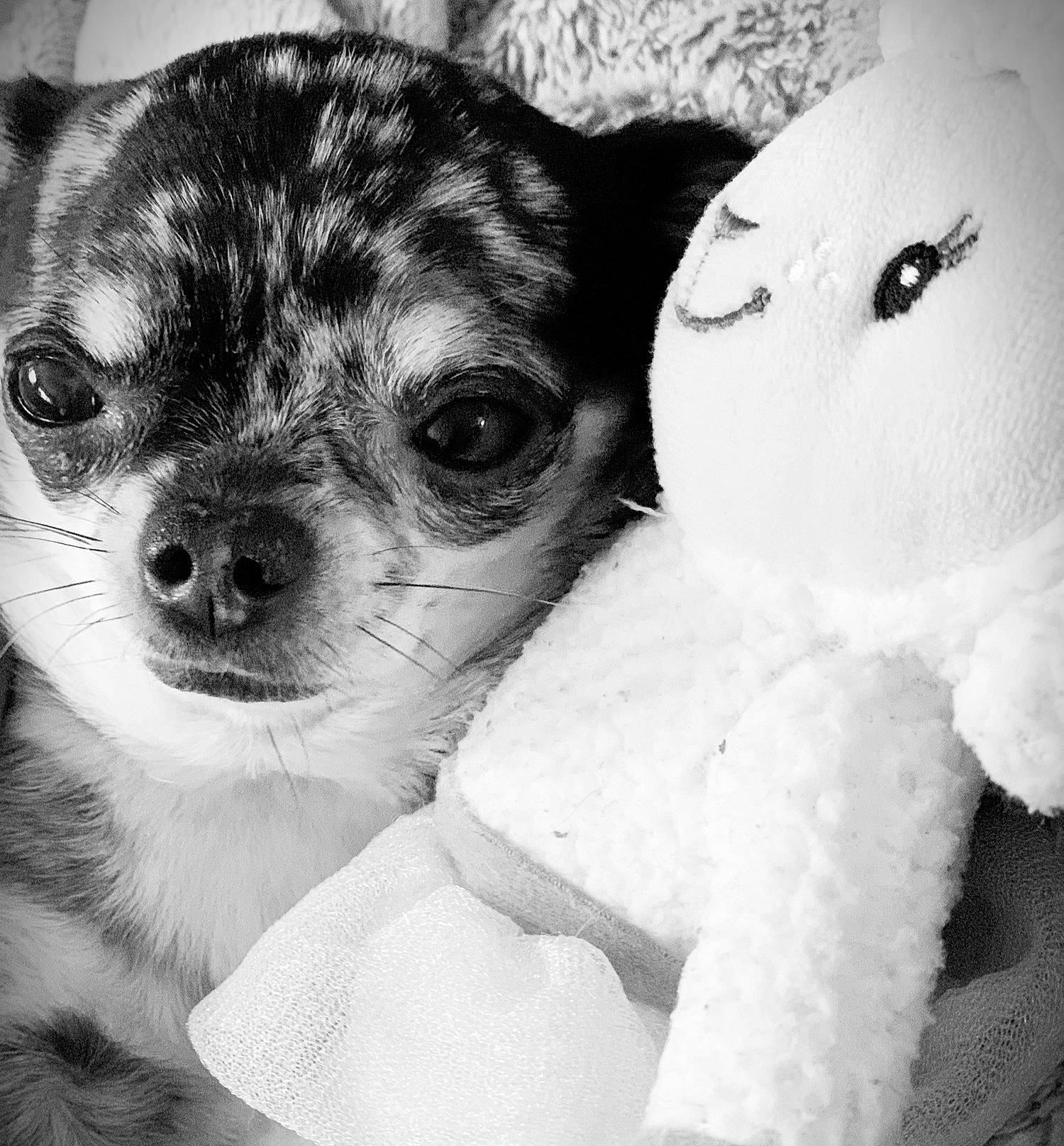 Coca Cola participe au concours pour gagner de l'argent avec cette photo : canidae, carnivore, chihuahua, companion_dog, dog, dog_breed, fawn, fur, monochrome, monochrome_photography, petal, puppy_love, snout, sporting_group, style, terrestrial_animal, toy, toy_dog, whiskers, working_animal