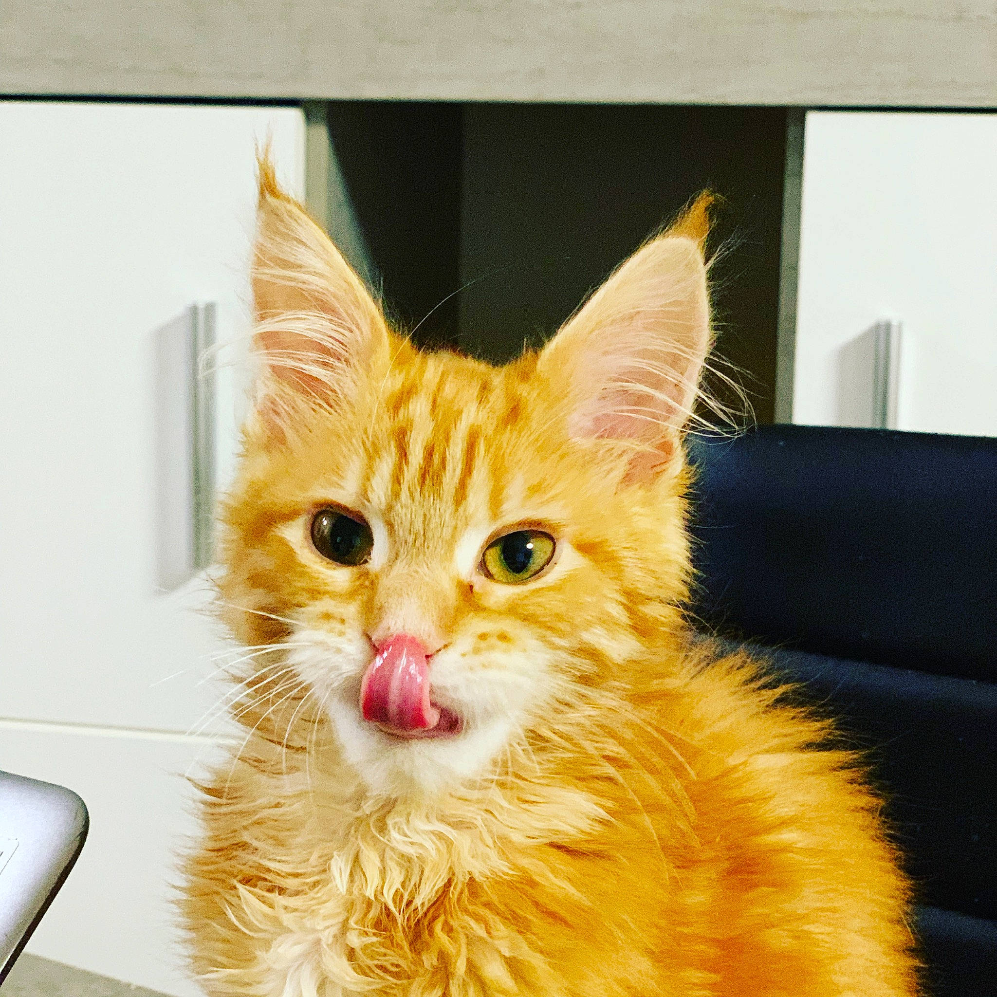 Lady participe au concours pour gagner de l'argent avec cette photo : box, carnivore, cat, claw, computer_monitor, domestic_short_haired_cat, fawn, felidae, fur, paw, rectangle, small_to_medium_sized_cats, snout, tail, whiskers, window