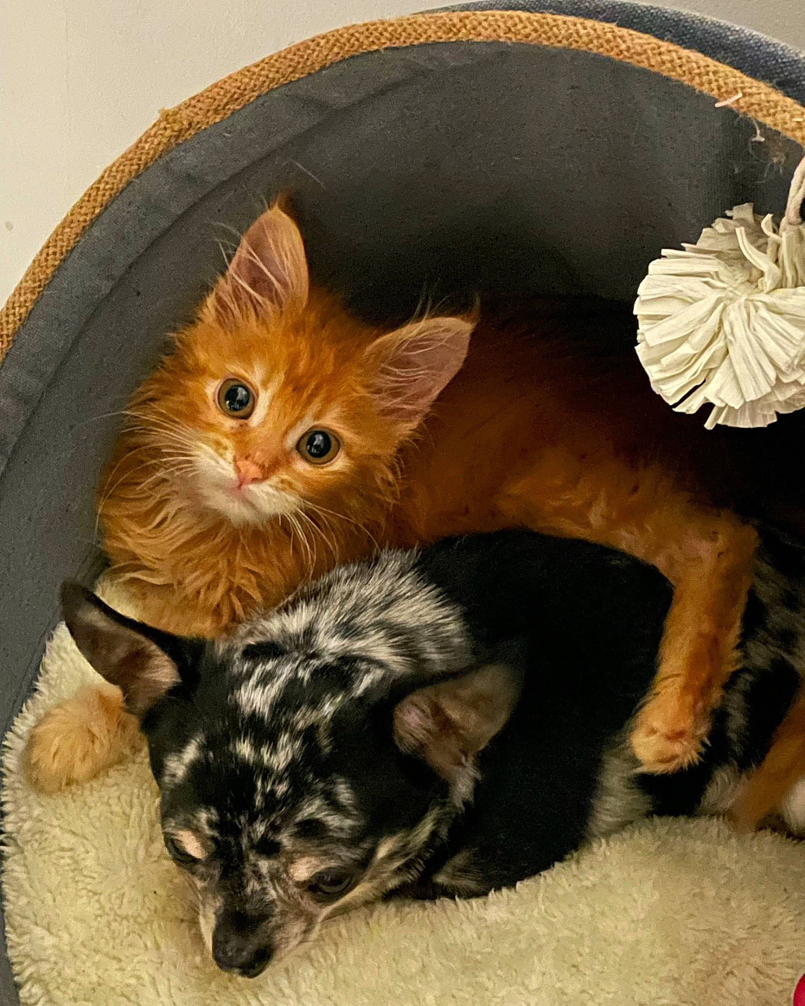 Lady participe au concours pour gagner de l'argent avec cette photo : box, canidae, carnivore, cat, cat_supply, claw, comfort, companion_dog, domestic_short_haired_cat, fawn, felidae, fur, paw, photo_caption, small_to_medium_sized_cats, snout, tail, terrestrial_animal, toy, whiskers