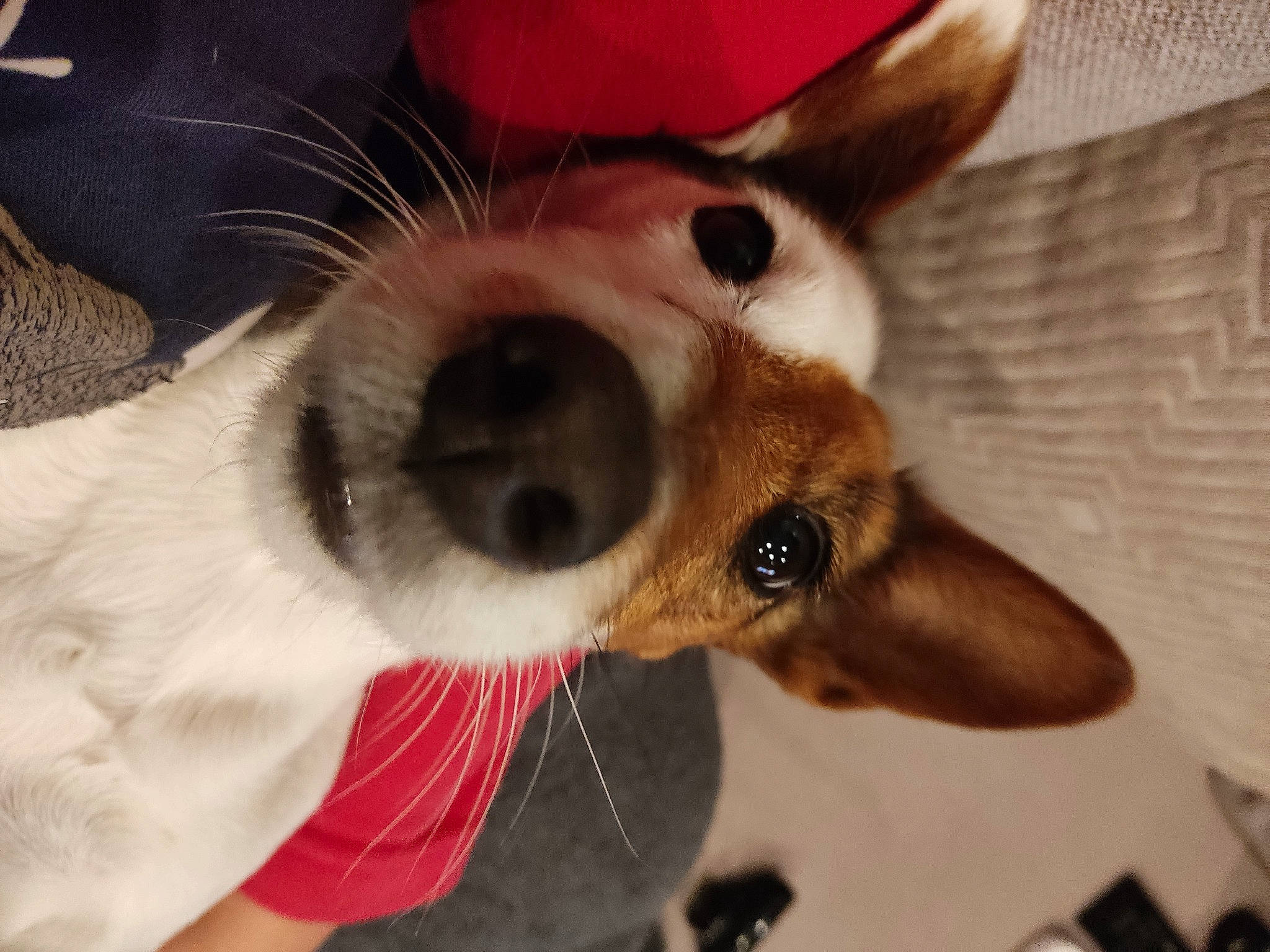 Oxie participe au concours pour gagner de l'argent avec cette photo : canidae, carnivore, collar, companion_dog, dog, dog_breed, dog_collar, dog_supply, ear, eyewear, fawn, fur, hat, paw, snout, sporting_group, stuffed_toy, toy_dog, whiskers, working_animal