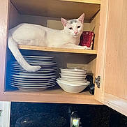 Homer is registered to the contest to win money with this photo: bowls, cabinet, cat, ceramic, countertop, cup, curious, dishes, hinge, indoor, kitchen, lounging, open_cabinet, pet, plates, porcelain, pot_lid, shelf, tail, white_cat