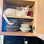 bowls, cabinet, cat, ceramic, countertop, cup, curious, dishes, hinge, indoor, kitchen, lounging, open_cabinet, pet, plates, porcelain, pot_lid, shelf, tail, white_cat