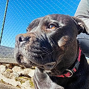 Uno a rejoint le concours — aidez-le/la à gagner de superbes lots ! dog, black_dog, close_up, collar, outdoor, fence, chain_link_fence, person_partial, blue_sky, sunlight, stone_wall, pet, animal, muzzle, fur, whiskers, portrait, daylight, nature, looking_away