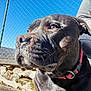 dog, black_dog, close_up, collar, outdoor, fence, chain_link_fence, person_partial, blue_sky, sunlight, stone_wall, pet, animal, muzzle, fur, whiskers, portrait, daylight, nature, looking_away