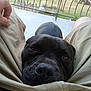 Uno participe au concours pour gagner de l'argent avec cette photo : dog, black_dog, close_up, pet, lap, shorts, person, outdoor, balcony, railing, garden, greenery, relaxed, resting, animal, canine, companion, summer, casual, human_hand
