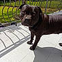 dog, black_dog, pet, balcony, outdoor, sunlight, shadow, railing, floor, curious, animal, canine, portrait, nature, greenery, tree, daylight, fence, looking, companion