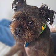 Gracie May joined the competition — help win amazing prizes! dog, pet, close_up, fur, ears, collar, brown, black, eyes, portrait, cute, indoor, animal, canine, scruffy, focused, whiskers, nose, expression, blurry_background