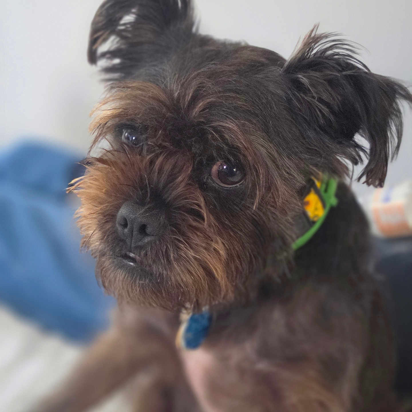 Gracie May joined the competition — help win amazing prizes! dog, pet, close_up, fur, ears, collar, brown, black, eyes, portrait, cute, indoor, animal, canine, scruffy, focused, whiskers, nose, expression, blurry_background