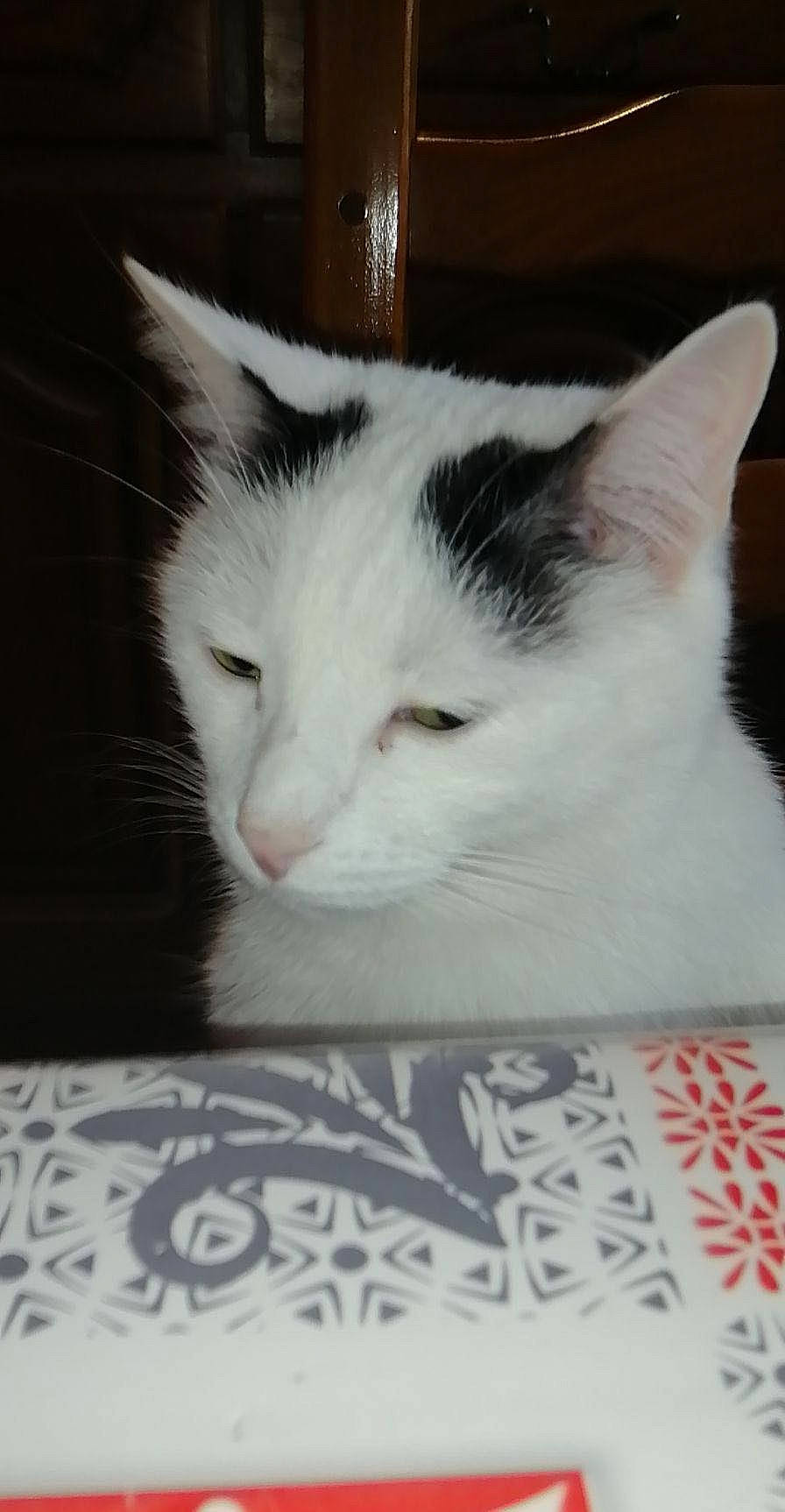 Pulco participe au concours pour gagner de l'argent avec cette photo : carnivore, cat, comfort, domestic_short_haired_cat, eye, felidae, fur, head, iris, paw, small_to_medium_sized_cats, snout, tail, whiskers