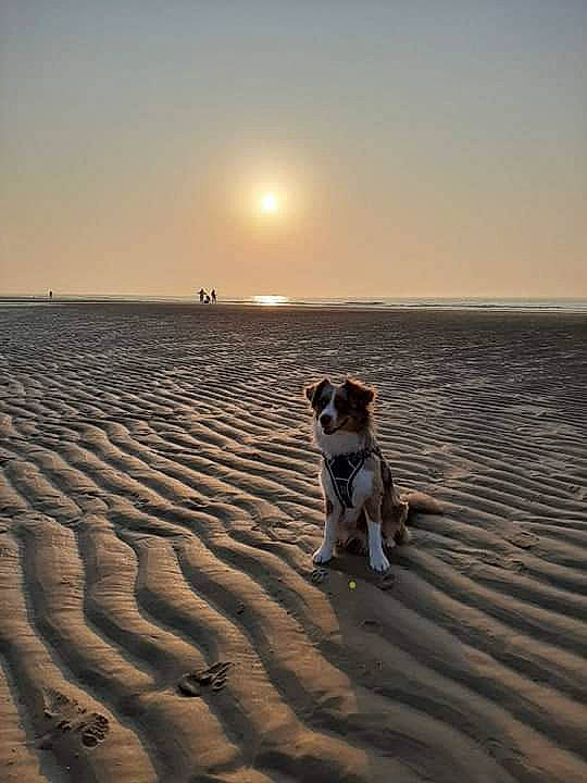 Cali a rejoint le concours — aidez-le/la à gagner de superbes lots ! beach, calm, canidae, carnivore, coast, dog, dog_breed, evening, fawn, horizon, mudflat, natural_environment, ocean, sand, sea, sky, sporting_group, vacation