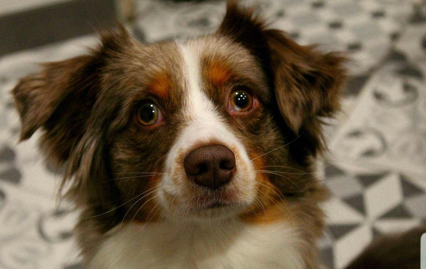 Cali a rejoint le concours — aidez-le/la à gagner de superbes lots ! australian_collie, australian_shepherd, canidae, carnivore, close_up, companion_dog, dog, dog_breed, kooikerhondje, mammal, miniature_australian_shepherd, nose, papillon, phalene, puppy, rare_breed_dog, snout, sporting_group, vertebrate, whiskers