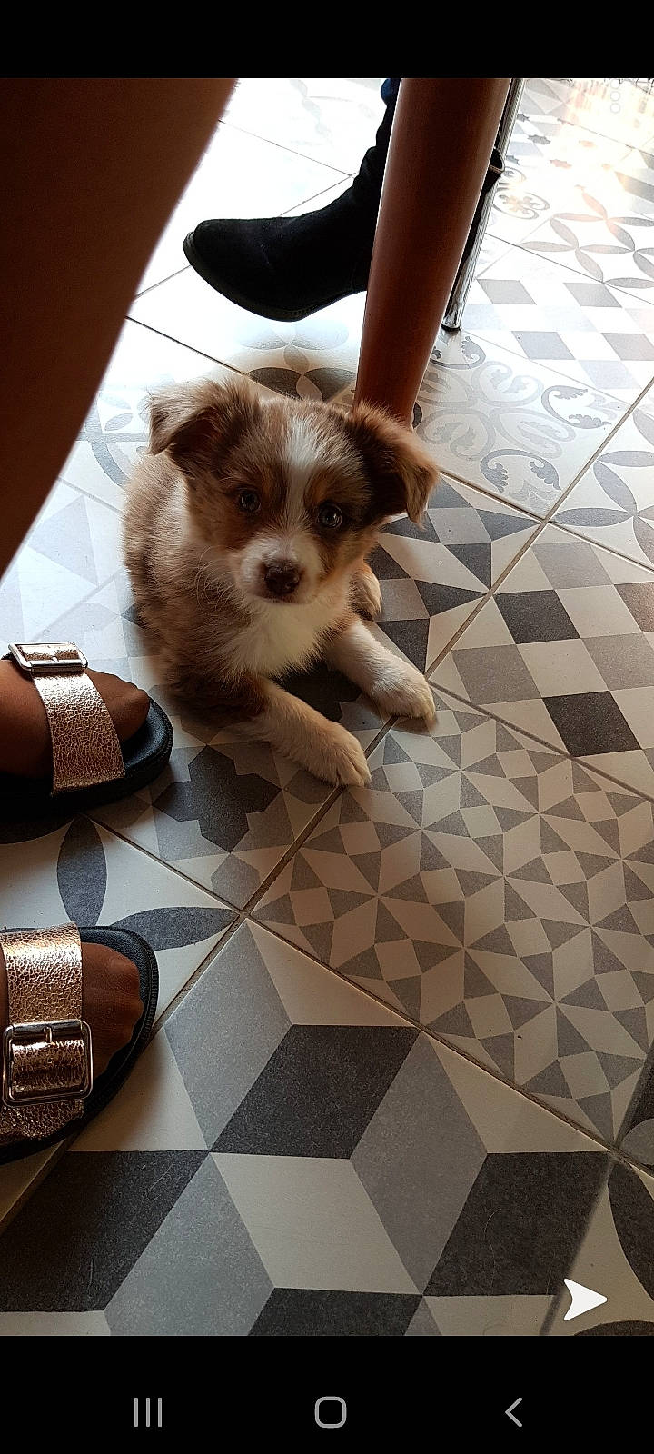 Cali a rejoint le concours — aidez-le/la à gagner de superbes lots ! canidae, carnivore, companion_dog, dog, dog_breed, fawn, floor, flooring, mammal, puppy, sporting_group, tile, toy_dog