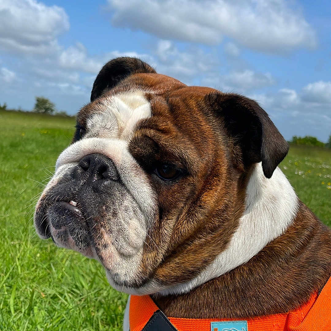 Shelby a rejoint le concours — aidez-le/la à gagner de superbes lots ! accessories, animal, boxer, bulldog, canine, dog, field, frenchbulldog, grass, grassland, harness, hound, leash, pet, pitbull, plant, policedog, puppy, snout, strap