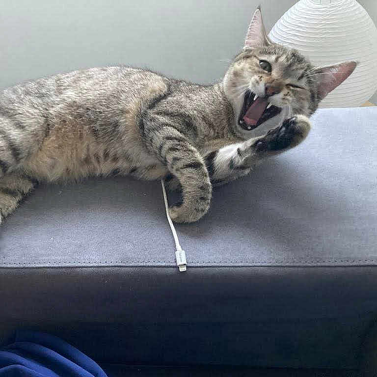 Choupi