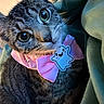 Oakley joined the competition — help win amazing prizes! cat, tabby, pet, animal, portrait, close_up, wide_eyes, green_eyes, whiskers, fur, striped_fur, pink_bow_tie, blue_accessory, ghost, collar, indoors, cozy, cushion, cute, funny