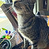 cat, tabby, striped_fur, pet, animal, sitting, portrait, whiskers, ears, green_eyes, window, indoors, houseplant, desk, table, household_items, natural_light, close_up, feline, relaxed