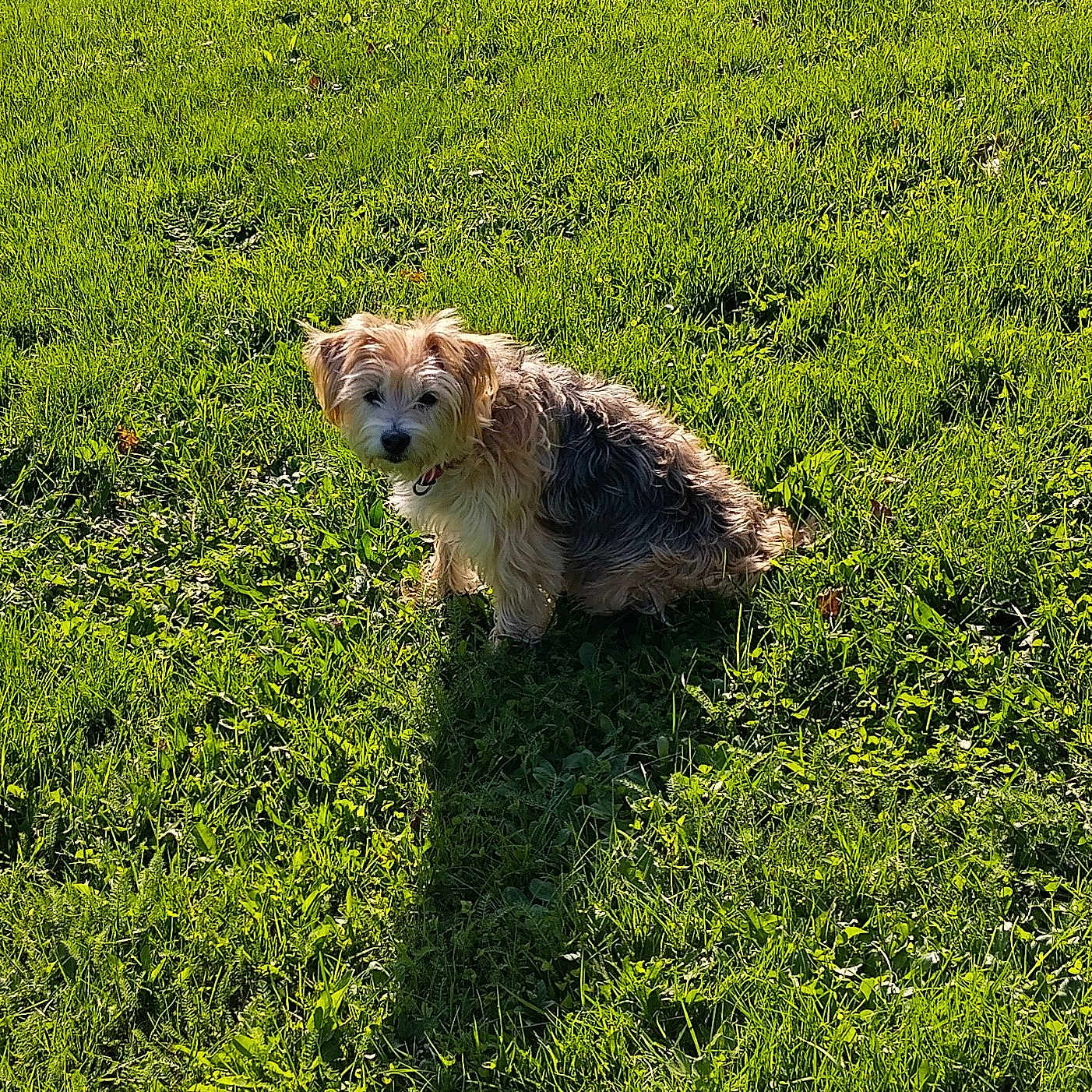 Lili participe au concours pour gagner de l'argent avec cette photo : airedale, animal, canine, cockerspaniel, countryside, dog, farm, field, grass, grassland, lawn, meadow, nature, outdoors, pet, plant, poodle, puppy, rural, terrier