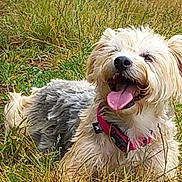 Lili participe au concours pour gagner de l'argent avec cette photo : animal, ball, bodypart, canine, dog, field, football, grass, grassland, nature, outdoors, pet, plant, puppy, soccer, soccerball, sport, terrier, vegetation, whitedog