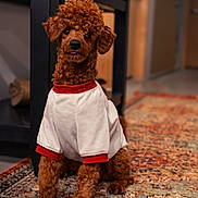 Auggie is registered to the contest to win money with this photo: dog, curly_hair, sweater, indoor, carpet, furniture, pet, brown_dog, cozy, home, animal, cute, small_dog, sitting, portrait, floor, warm_lighting, background_blur, domestic, companion
