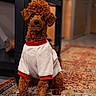 dog, curly_hair, sweater, indoor, carpet, furniture, pet, brown_dog, cozy, home, animal, cute, small_dog, sitting, portrait, floor, warm_lighting, background_blur, domestic, companion